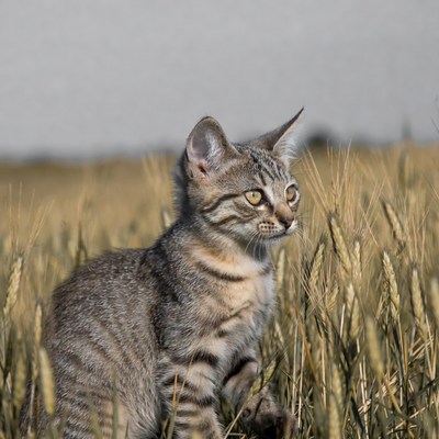 Kitten in wheat field
