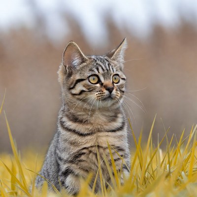 Tabby kitten in yellow grass