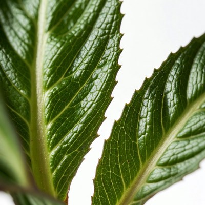 Green serrated plant leaves