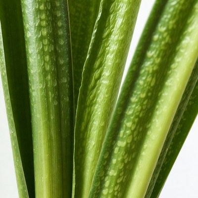 Closeup of Snake Plant Leaves