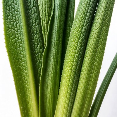 Closeup of green succulent plant leaves