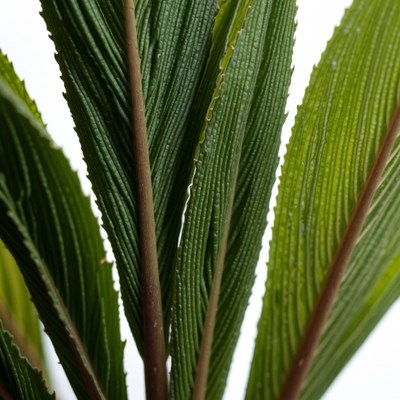 Closeup of green fern leaves