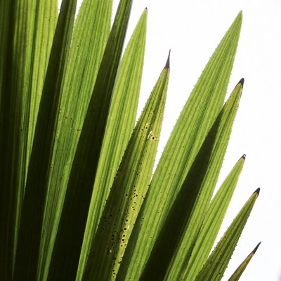 Green Palm Fronds on White Background