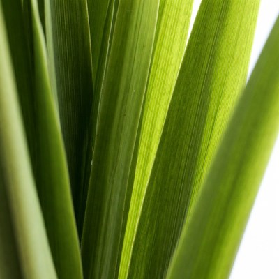 Closeup of Vibrant Green Plant Leaves