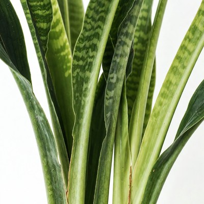 Snake Plant Leaves Closeup