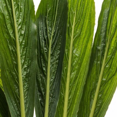 Fresh Green Bok Choy Leaves