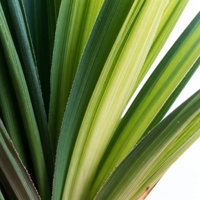 Variegated Green Plant Leaves