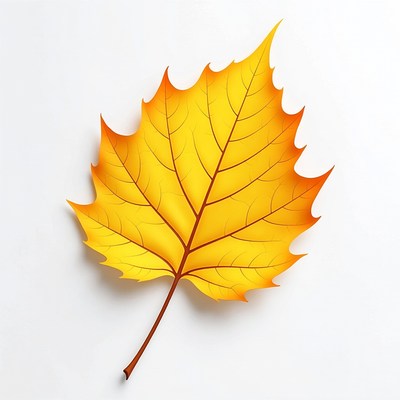 Yellow Maple Leaf Illustration