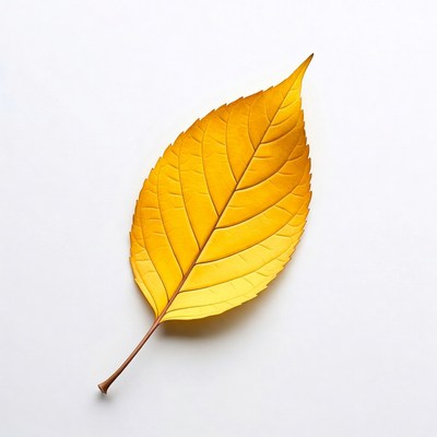 Yellow Autumn Leaf on White
