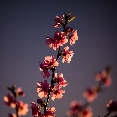 Pink cherry blossom branch