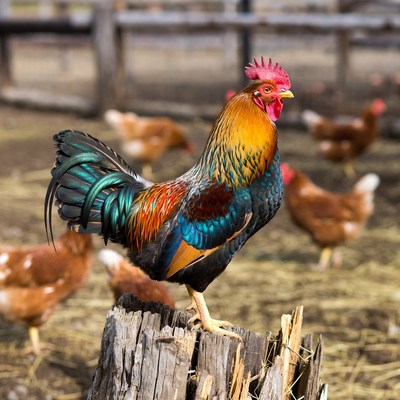 Colorful Rooster on Stump with Chickens