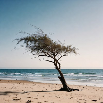 Lonely Tree on Beach by Ocean