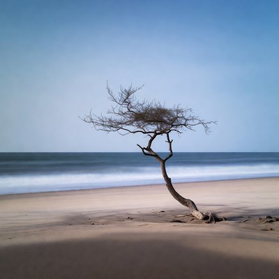 Lonely twisted tree on beach