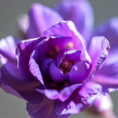 Purple Orchid Flower Closeup