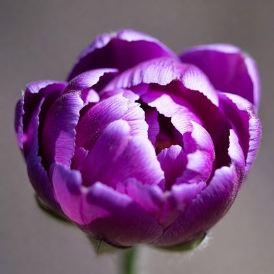 Purple Tulip Flower Closeup