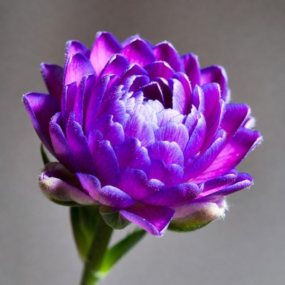 Purple Daisy Flower on Stem