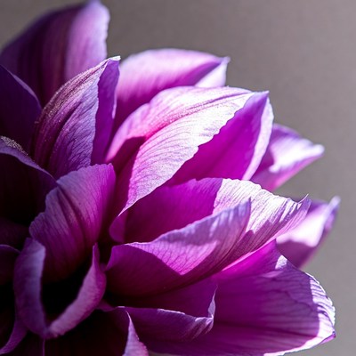 Purple Clematis Flower Closeup