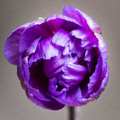 Purple Peony Flower Closeup