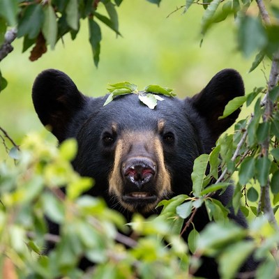 Black bear peeking through green leaves