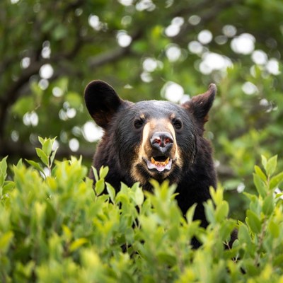 Black Bear Roaring in Green Foliage