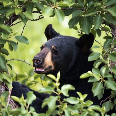 Black bear peeking through green leaves