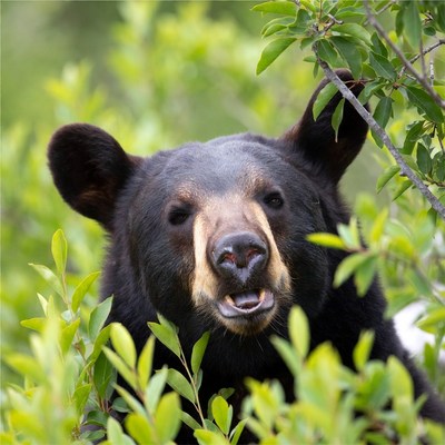 Black bear in green foliage