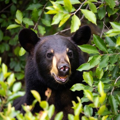 Black bear in green foliage
