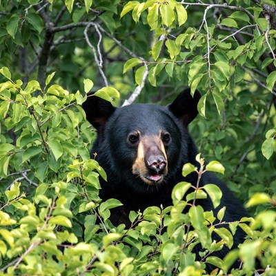 Black bear peeking through green leaves