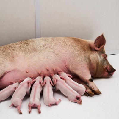 Mother Pig Nursing Piglets