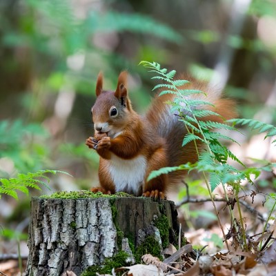 Red squirrel eating on mossy stump