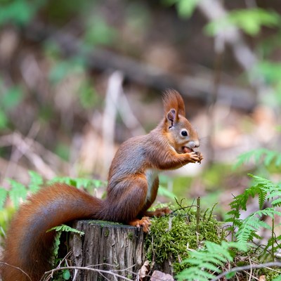 Red squirrel eating nuts on mossy stump