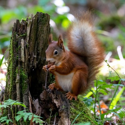 Red squirrel eating on mossy stump