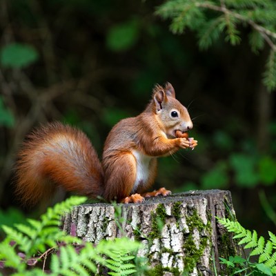 Red squirrel eating nut on stump