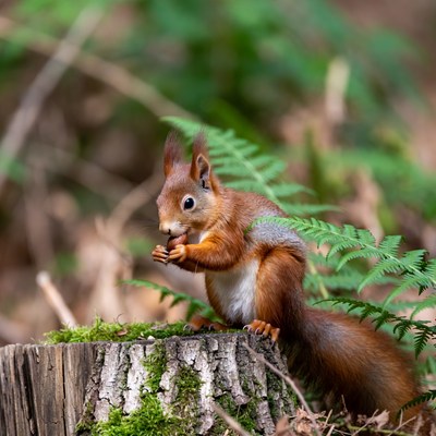 Red squirrel eating nut on mossy stump