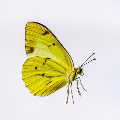 Yellow Butterfly on White Background