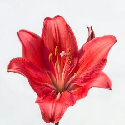 Red Lily Flower Blooming