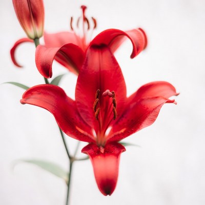 Red Lilies on White Background