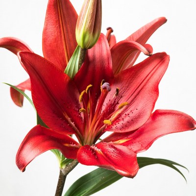 Red Lily Flower on White Background