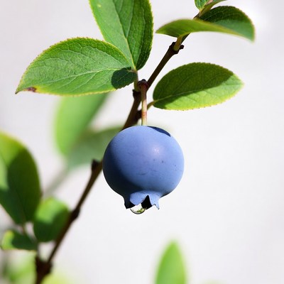 Ripe Blueberry on Green Leaves