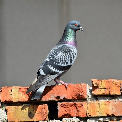 Gray pigeon on brick wall