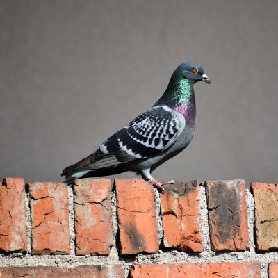 Pigeon standing on brick wall