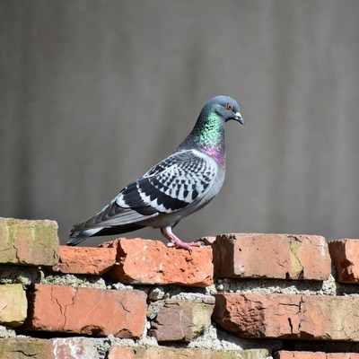 Gray pigeon on brick wall
