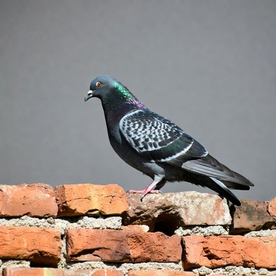Pigeon standing on brick wall