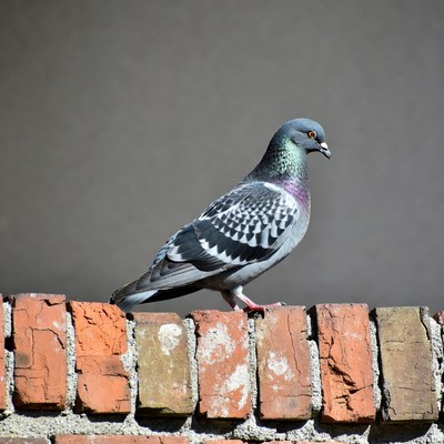 Pigeon standing on brick wall