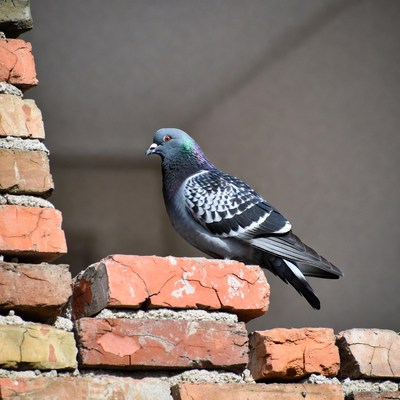 Pigeon perched on brick wall
