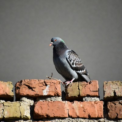 Gray pigeon on brick wall