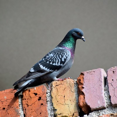 Pigeon standing on brick wall