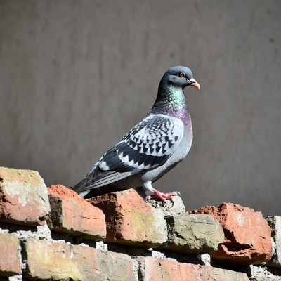 Pigeon perched on brick wall