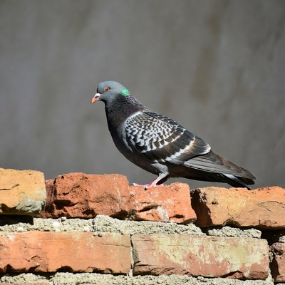 Gray pigeon on brick wall
