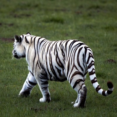 White tiger walking in grass